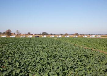 Werticilioza to cichy złodziej plonu