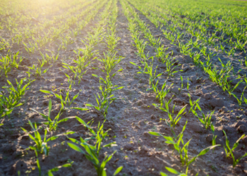 Walkę z chwastami jednoliściennymi trzeba zacząć jesienią