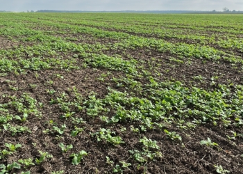 Dlaczego warto siać międzyplony mimo późnych żniw?