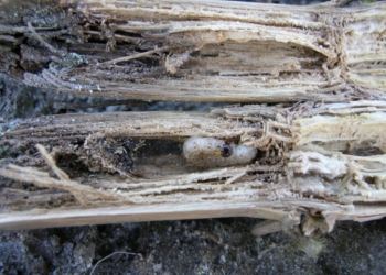 Omacnica prosowianka – groźny szkodnik kukurydzy w 2025 roku i jego mechaniczne zwalczanie