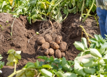 Ochrona ziemniaka od A do Z. Co proponuje plantatorom INNVIGO?