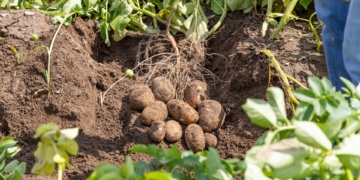 Ochrona ziemniaka od A do Z. Co proponuje plantatorom INNVIGO?