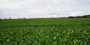 Komunikat IOR–PIB: Stan zdrowotny ozimin w Winnej Górze