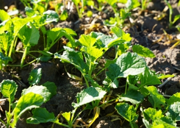 Rzepak ozimy z siewu 26 sierpnia 2025 r. – kondycja plantacji i zalecenia ochrony