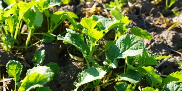 Rzepak ozimy z siewu 26 sierpnia 2025 r. – kondycja plantacji i zalecenia ochrony