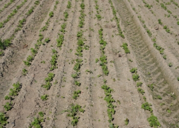 Rzepak ozimy – siew 5.09.2025 r. Ocena stanu plantacji, prezentacja doświadczeń