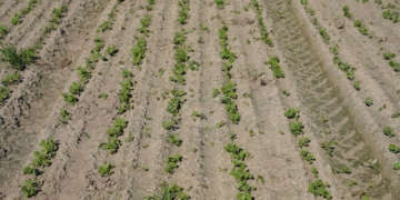 Rzepak ozimy – siew 5.09.2025 r. Ocena stanu plantacji, prezentacja doświadczeń