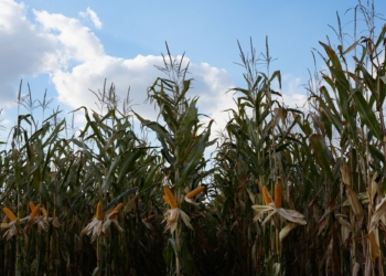 Kukurydza umacnia swoją pozycję – najnowsze trendy i odmiany na sezon 2026