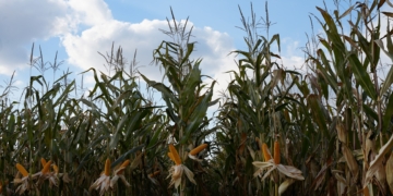 Kukurydza umacnia swoją pozycję – najnowsze trendy i odmiany na sezon 2026