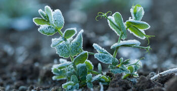 Zimujące formy grochu i bobiku jako innowacja w uprawie roślin bobowatych