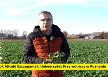 Rzepak przed zimą – aktualna sytuacja na polach